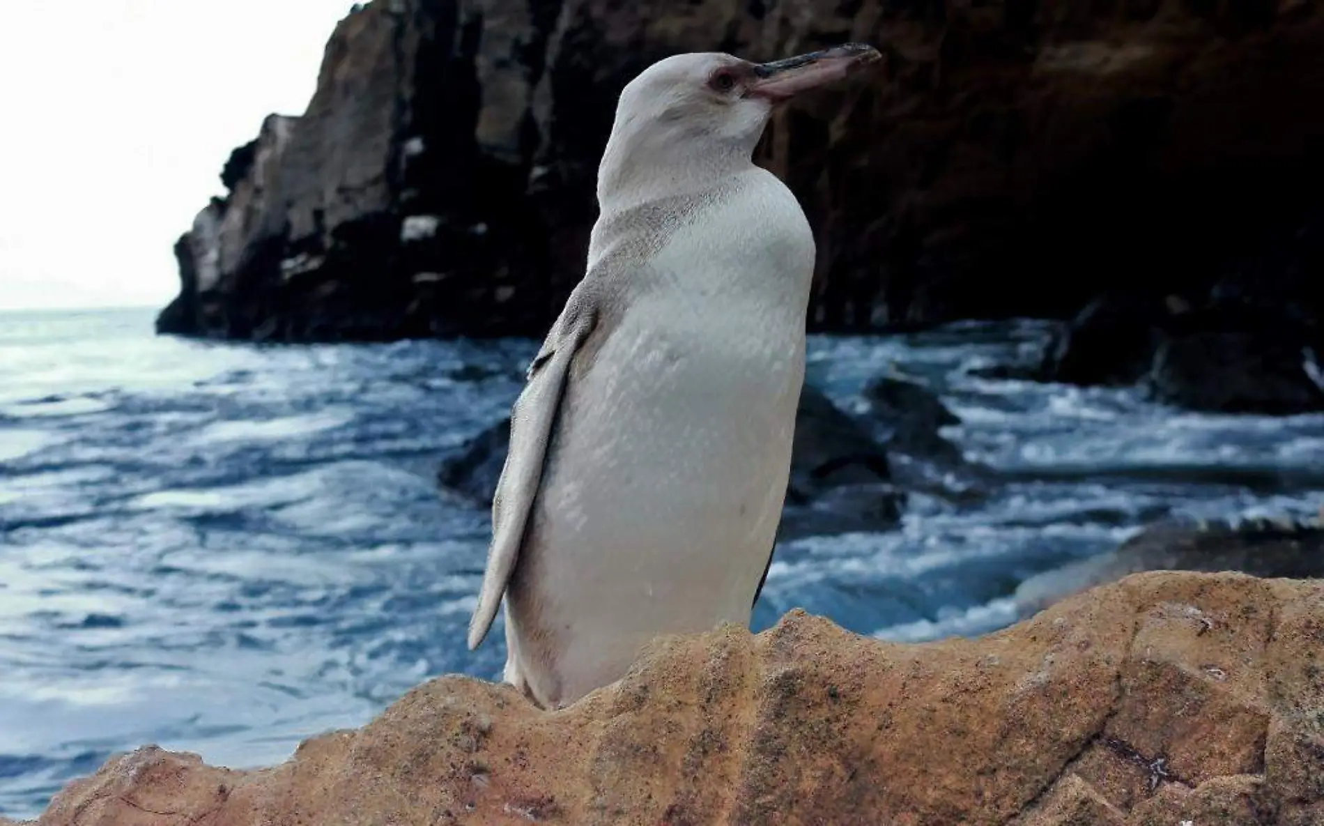 pinguino blanco galapagos